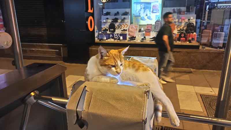 Tam bilet okutulan noktaya yatan kedi, onlarca yolcu geçişine rağmen rahatından ödün vermedi.