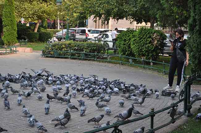  Türkiye’de 11 Mart ilk Korona virüs vakası tespit edildikten sonra vatandaşlar aylardır kendilerini evlerinde kapanırken, bu süreçte aç kalan güvercinlerin durumu, yeni normalleşme sürecinde de pek düzeltmedi. 