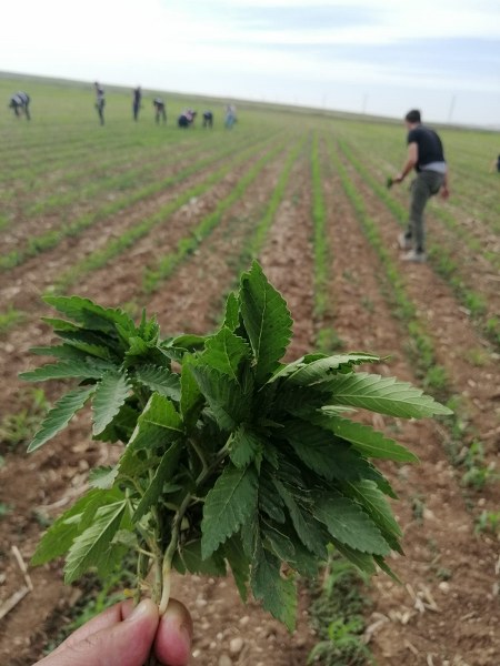 Eskişehir'de jandarma ekiplerince bir mısır tarlasında yapılan kontrollerde 8 bin 405 kök kenevir bitkisi ele geçirildi. 