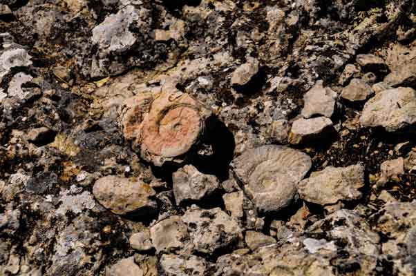 Eskişehir’in Sarıcakaya ilçesine bağlı Beyyayla Mahallesinde 65,5 milyon yıl önce nesli tükenen Ammonit fosilleri bulundu. Milli Sporcu Gökay Konuk, bisiklet antrenmanı yaparken soluklanmak için durduğu kayalık bölgede ilk başta salyangoz sandığı Ammonit kalıntılarına rastladı. 