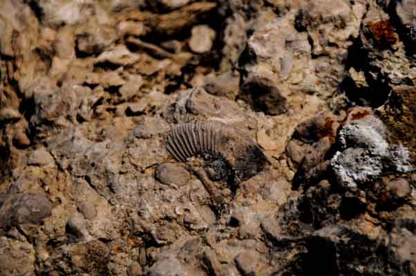 Konuyla ilgili İHA muhabirine konuşan Konuk, Ammonit fosillerinin değerlendirilmesi gerektiğini ifade etti. Konuk, "İlk gördüğümüzde çok şaşırdık, salyangoza benziyordu...