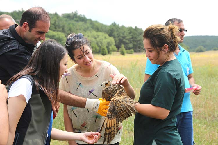 Eskişehir Büyükşehir Belediyesi tarafından hizmete sunulan Hayvanat Bahçesi'ne getirilen delice doğan, kulaklı orman baykuşu ve kerkenez tedavilerinin ardından doğaya salındı.