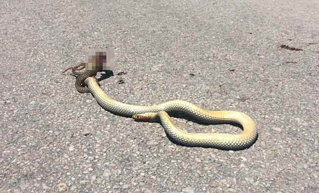 Araba yoluna çıkması sonucu ezilen yılanın Porsuk çayı kenarında bulunan yolda görülmesi ise, yeşil ve sulak alandan merkeze doğru gelebilme ihtimalini akıllara getiriyor.