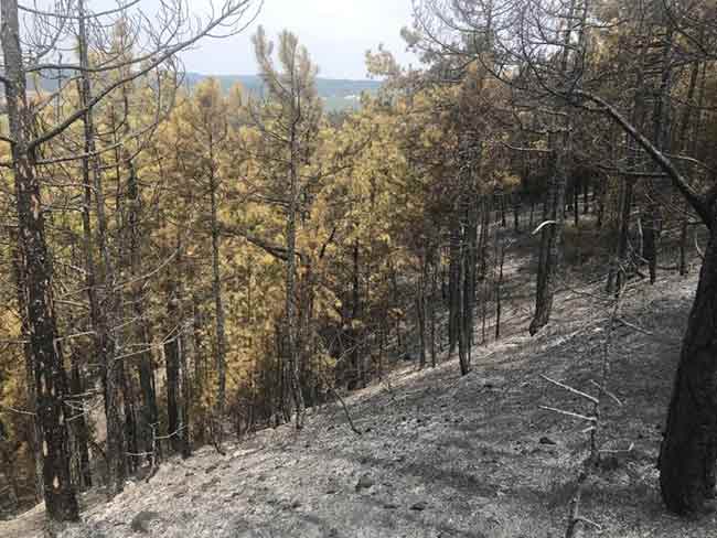 Eskişehir Orman Bölge Müdürlüğü ile çevre belediyelerden itfaiye ekipleri, karaçam ormanında etkili olan alevleri kontrol altına almak için çalışma başlattı. 