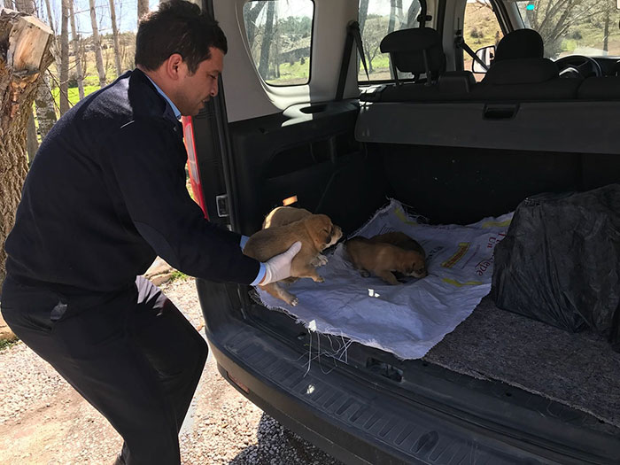 Eskişehir'in Seyitgazi ilçesinde çuval içine konulan 7 yavru köpek, yol kenarında ölüme terk edildi. 