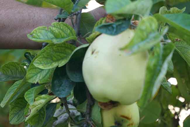 Yıllar içinde büyüyen ağaçta, yaklaşık 1 kiloluk meyveler büyümeye başladı. Meyvenin elma, armut ve ayvaya benzeyen bir tadının olduğunu söyleyen Bor, ismini ise bilemediklerini ifade etti.