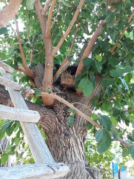 Kayakent Mahallesinde yaşayan Ahmet Yılmaz, beslediği tavukların yumurtasını bulamıyordu. Dut yemek için bir gün ağaca tırmanan Yılmaz, ilginç bir görüntüyle karşılaştı.