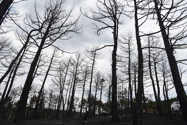 Orman Bölge Müdür Vekili İsmet Kıraç ve İşletme Müdürü Doğan Kiras, yanan sahada tekrar incelemelerde bulundular. Yanmayan alanların da hesap edilerek yapılacak hassas ölçüm ile yanan alan miktarının 30 hektarın altına düşeceği görüldü. 