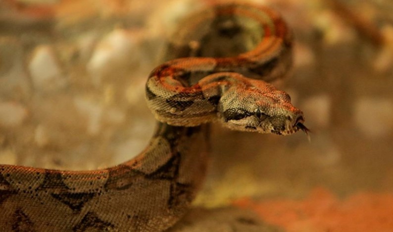 Bursa Hayvanat Bahçesi'ne 1 ay önce Eskişehir'den getirilen Güney Amerika orijinli kırmızı kuyruklu boa yılanı ve çinçilla yavruları, bakıcıları uyum süreçlerinde özenle ilgileniyor.