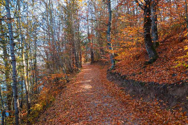 Serin havası, çam ormanlarının içinde doğa tutkunlarını ağırlayan Küçükelmalı Tabiat Parkı’nda sonbahar tüm renkleriyle yaşanıyor. 