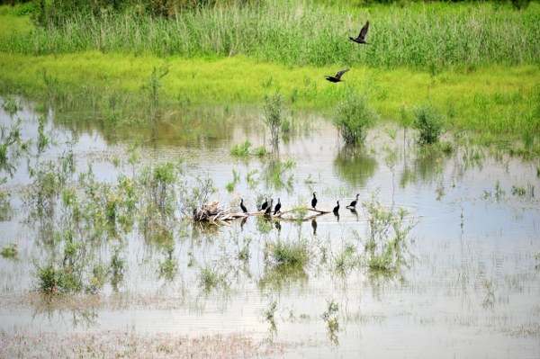 Ala Dağ Çayı’nın Sarıyar Barajı ile birleştiği yerde kuşların daha yoğun olarak görüldüğü 425 hektarlık alan, 1994 yılında Yaban Hayatını Geliştirme Sahası olarak belirlenerek avcılık yasaklandı.