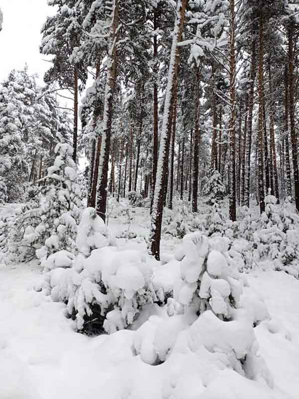 Türkmen Dağı eteklerinde yer alan Lütfiye köyü Ortaburun mevkiindeki ormanlık alan, kar yağışıyla beraber beyaza büründü.