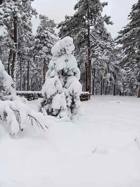 Karayolunun yanı sıra, yüksek çam ağaçlarını kaplayan karların beyaz örtüsü ise görenleri hayran bıraktı.