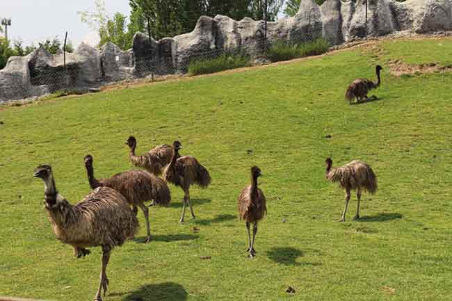 Geçen yıl Türkiye’deki hayvanat bahçeleri arasında bir ilki gerçekleştirerek deve kuşlarından sonra en büyük uçamayan kuş olan emuların yumurtalarından yavrular elde eden Eskişehir Hayvanat Bahçesi, nüfusuna bu yıl da 5 emu yavrusu ekledi
