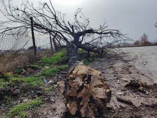 Eskişehir’de şiddetli rüzgâr sebebi ile çevreyolu kenarında bir ağaç devrildi.