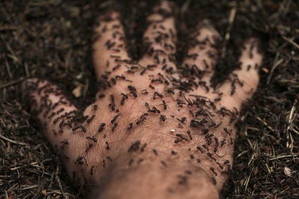 Eskişehir'de bulunan ve ormandaki zararlı böceklerle mücadele eden kırmızı orman karıncaları, yılda ortalama 14,5 kilogram zararlı böceği toplayarak sağlıklı ağaçların yetişmesine katkıda bulunuyor