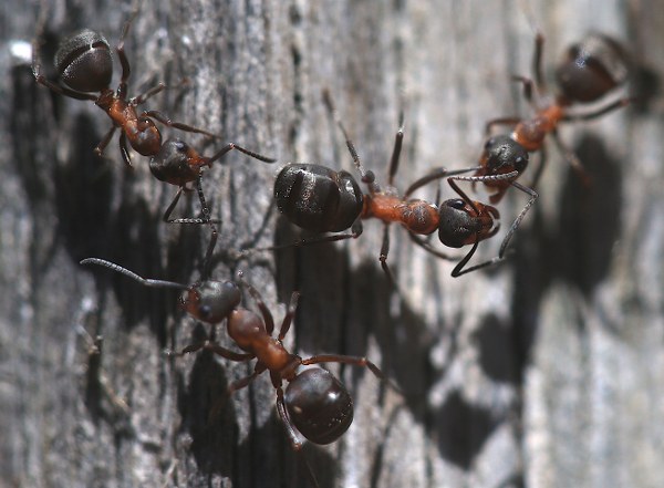 Eskişehir'de bulunan ve ormandaki zararlı böceklerle mücadele eden kırmızı orman karıncaları, yılda ortalama 14,5 kilogram zararlı böceği toplayarak sağlıklı ağaçların yetişmesine katkıda bulunuyor