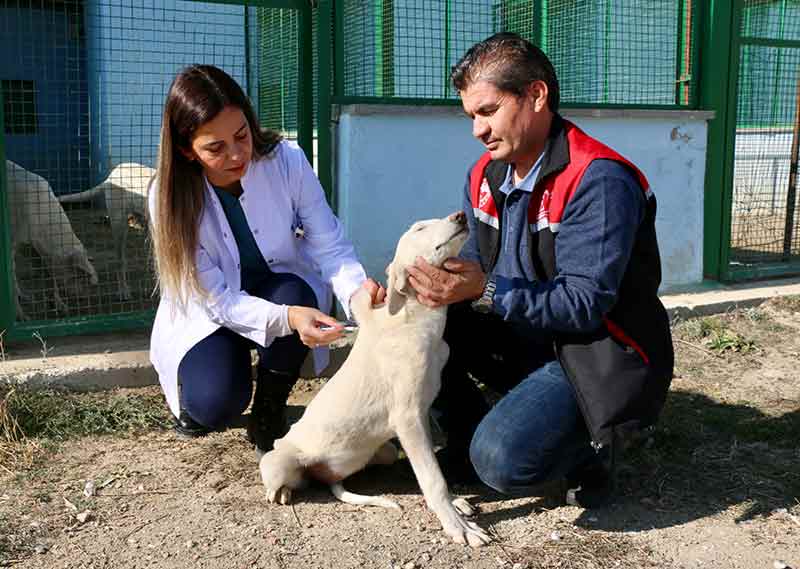 ivrihisar Akbaş Çoban Köpekleri Üretme ve Koruma Merkezi'ndeki 45'i dişi 60 akbaşa, pet hayvanlarına kimlik çıkarılmasının zorunlu hale getirilmesi kapsamında mikroçip takıldı.