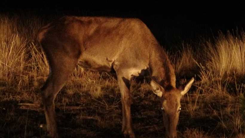 Eskişehir'in Mihalıççık ilçesindeki Çatacık Geyik Üretme İstasyonu'ndan getirilen 6 dişi kızıl geyik salındı. 3’ü erkek 9’u dişi olmak üzere toplamda 12 kızıl geyik Burdur'da Salda Gölü çevresine bırakıldı. İşte o kızıl geyikler...