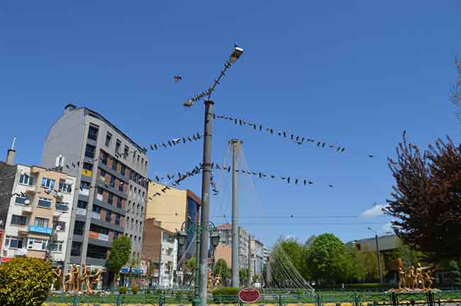 Eskişehir'de normal günlerde meydanları şenlendiren güvercinlerin çoğu, tam kapanmanın ilk gününde yem ve su bulamadı.