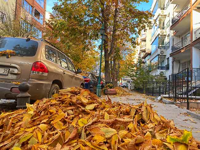 Binlerce yaprağın sokaklara dökülmesiyle kartpostallık görüntülerin ortaya çıktığı Eskişehir’de eşsiz manzaralar oluştu.