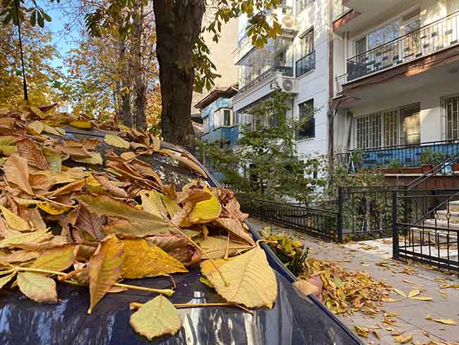 Sokak köşelerine temizlenerek yığın haline gelen yapraklar ise belediye ekipleri tarafından sürekli temizleniyor.