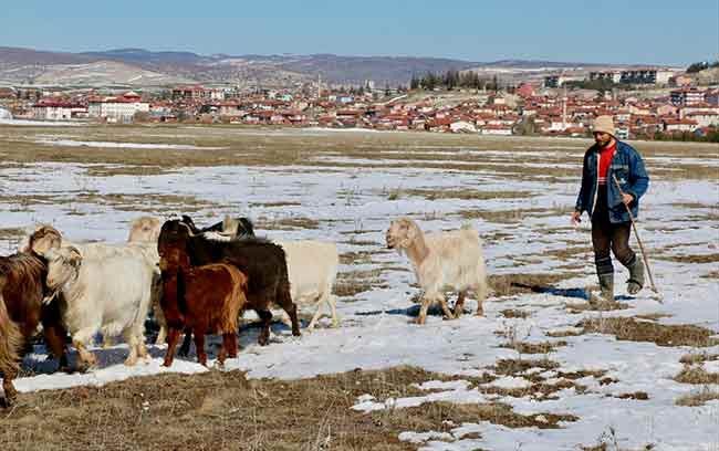 Eskişehir'de 2019 yılında stajını bitirip avukatlık ruhsatını alan 26 yaşındaki Kadir Çelik, mesleğini yapmak yerine çok sevdiği hayvanlarının peşinde çoban olmayı tercih etti. 
