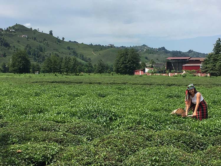 Kültür turları kapsamında Eskişehir’den Karadeniz Bölgesine giden yerli turistler, çay toplayarak ürünün tarladan sofraya kadar olan aşamalarına tanıklık etti. 