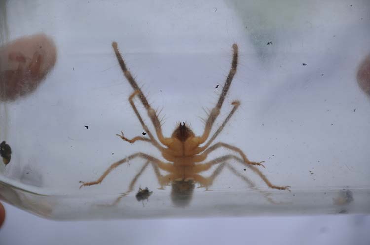 Vatandaşların korkulu rüyalarından olan 'Sarı Kız' adıyla bilinen et yiyen örümcek, Bilecik'te ilk defa görüldü. Örümcek inceleme altına alındı. 