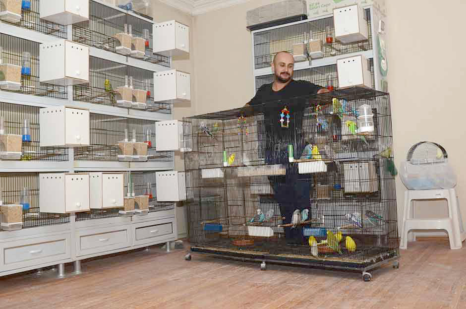 Bilecik'in Bozüyük ilçesinde 29 yaşındaki Faruk Yörügeç, yalnız yaşadığı evinin salonunda 60 muhabbet kuşu besliyor.