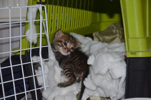 Bursa’da üç ay önce doğum yapan kadın, kapısının önüne bırakılan yavru kediyi kurtarmak için kendi sütüyle besledi. 