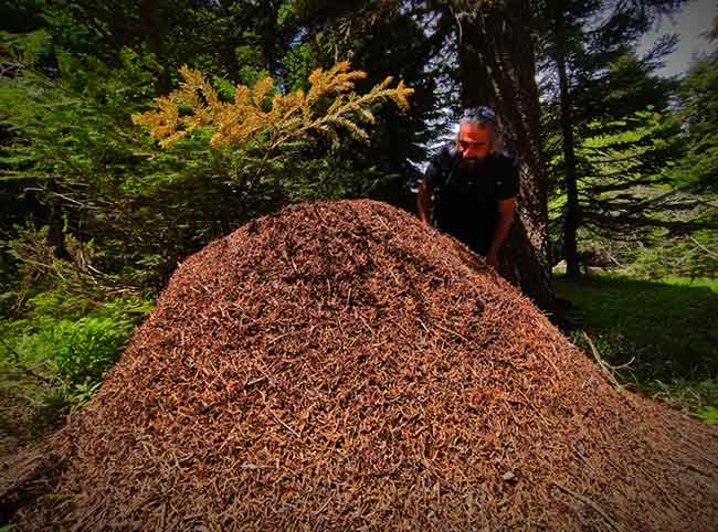 Afrika’da belgesellerden görmeye alıştığımız devasa büyüklükteki dev karınca yuvaları Uludağ’da ortaya çıktı. Özellikle kene düşmanı olan kırmızı orman karıncalarının yaptıkları yuvalar, çam ağaçlarının diplerinde ilginç görüntüler oluşturuyor.