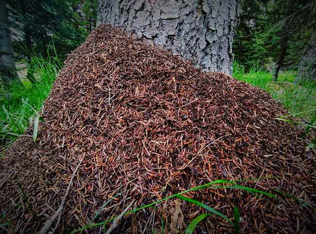 Toprak altına yuva yapmayan bu karıncalar toprak üzerindeki araç kovuklarına yuva yapıyor. Onun üzerine de ağaç artıklarını, dalları yaparak yuvalarını gerçekleştiriyorlar. Ormana çok faydası olan bu karıncaların hiç zararı dokunmuyor.
