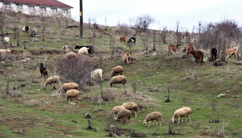 Hava şartları ne olursa olsun mesleklerine devam eden çobanlar, kış aylarında daha dikkatli bir şekilde hayvanlar ile ilgileniyorlar. Yaz mevsiminde kış için hazırlık yapmaya başlayan hayvan yetiştiricileri, yaşanabilecek olumsuz durumlar için önlemlerini önceden alıyorlar. Mesleğini severek yaptıkları için hava şartlarının çok etkilenmediklerini söyleyen hayvan yetiştiricisi Ömer Şenol, çobanların kış mesailerini anlattı. 