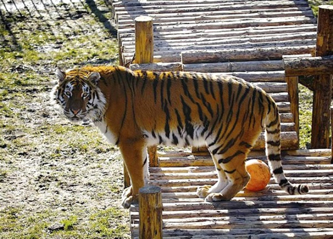 Dün Rusya'nın Baltık Denizi kıyısında bulunan Kaliningrad Hayvanat Bahçesi'ni ziyaret edenler bir dehşete tanıklık etti.