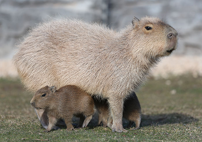 Eskişehir Hayvanat Bahçesi'nde kapibara ailesinin 2 yeni üyesi yuvalarına alıştı.