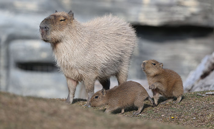 Kemirici hayvanların en irisi kapibaranın 5 aylık hamilelik döneminin ardından dünyaya getirdiği 2 yavrusu, hayvanat bahçesi görevlilerine de heyecan yarattı.