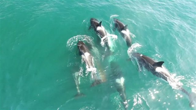 Bir grup aç katil balina, minke balinasına saldırdı.