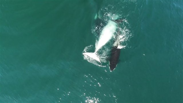 Bir grup aç katil balina, minke balinasına saldırdı.