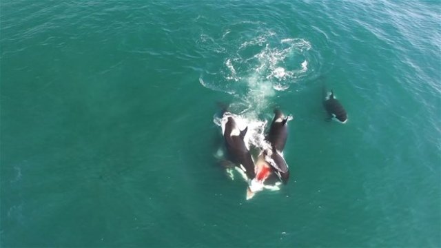 Mikhail Korostelev tarafından görüntülenen anlarda katil balinalar, diğer balinaya saldırıyor ve birkaç dakika içinde işini bitiriyorlar.