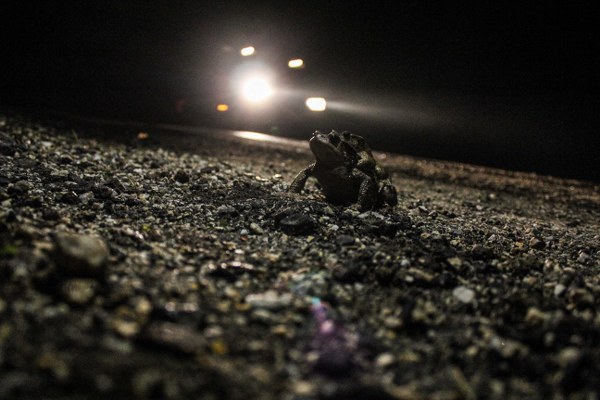 Gece gündüz birbirlerinin sırtında karayolunu geçmeye çalışan kurbağalardan bazıları, araçların altında ezilerek telef oluyor.