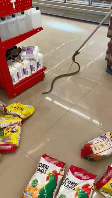 Kocaeli’nin Başiskele ilçesinde bir zincir markette alışveriş yapan vatandaşlar, rafların arasında yılan görünce korku içinde kendilerini dışarı attı. Olay yerine gelen itfaiye ekiplerince yakalanan yılan doğaya salındı.