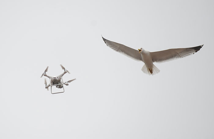 Denizin sembollerinden martıların drone (uçangöz) ile imtihanı objektiflere yansıdı. 