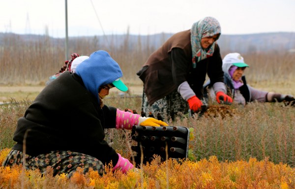 Eskişehir Orman Bölge Müdürlüğüne bağlı Orman Fidanlığında çalışan kadınların küçük bir tohumken büyütüp boylandırdığı fidanlar, daha yeşil Türkiye için toprakla buluşturuluyor.  