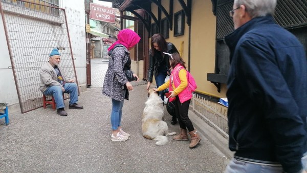 Bursa'da Fevzi Çakmak Caddesi, dün akşam saatlerinde ilginç bir olaya sahne oldu. Çakırhamam'dan Heykel'e doğru bir müddet aksayarak yürüdükten sonra kendisini yere bırakan köpeği gören vatandaşlar, köpeğin yanına koşup yardım etmek istedi.