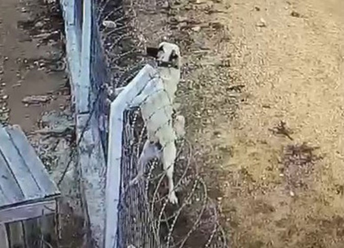 Eskişehir'de şantiye içerisinde bağlı Kamber isimli Anadolu Çoban Köpeği'nin hırsızlara karşı verdiği mücadele güvenlik kamerasına yansıdı. 