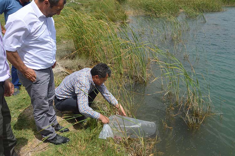 Tabii güzellikleri ile ön plana çıkan ve Sakarya nehrinin çıkış bölgesi olan Çifteler ilçesindeki Sakaryabaşı bölgesinde suya 10 bin yavru aynalı sazan balığı bırakıldı 