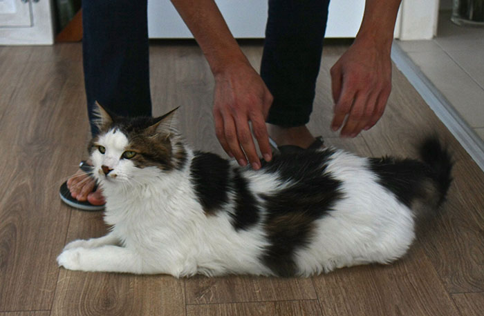 Eskişehir'de yaşayan Semih ve Canan Yurdakul çiftinin "Şevki" adlı kedisi bir metre boyu ve 7,5 kilo ağırlığıyla dikkatleri üzerine topluyor.