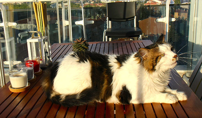 Eskişehir'de yaşayan Semih ve Canan Yurdakul çiftinin "Şevki" adlı kedisi bir metre boyu ve 7,5 kilo ağırlığıyla dikkatleri üzerine topluyor.