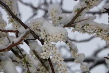 Çiçek Açan Meyve Ağaçları Kar Altında Görüntülendi
